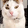 cat, close_up, white_cat, brown_spots, green_eyes, pet, collar, tag, whiskers, indoor, portrait, feline, animal, cute, domestic_cat, face, ears, soft_light, fur, calm