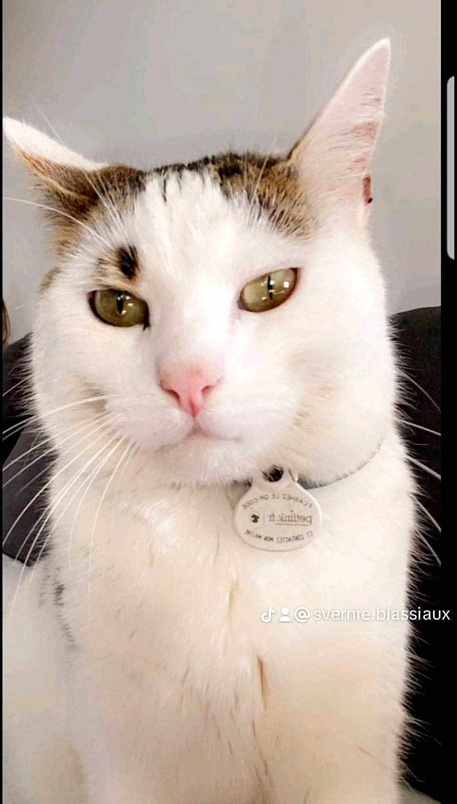 Fifou a rejoint le concours — aidez-le/la à gagner de superbes lots ! cat, close_up, white_cat, brown_spots, green_eyes, pet, collar, tag, whiskers, indoor, portrait, feline, animal, cute, domestic_cat, face, ears, soft_light, fur, calm