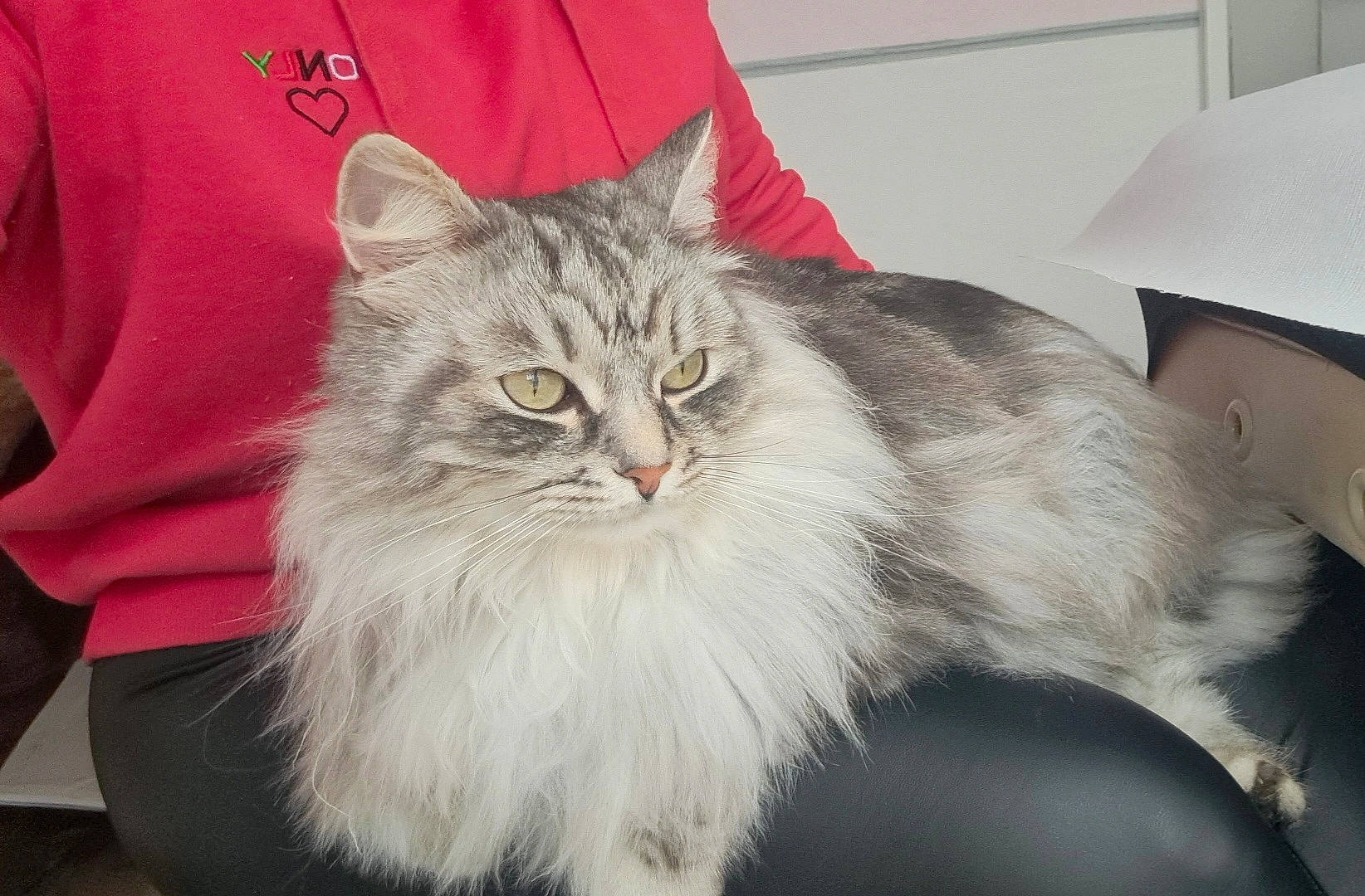 Rio a rejoint le concours — aidez-le/la à gagner de superbes lots ! british_longhair, carnivore, cat, felidae, fur, grey, lamp, maine_coon, persian, plant, sleeve, small_to_medium_sized_cats, snout, terrestrial_animal, whiskers