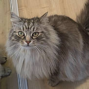 Rio a rejoint le concours — aidez-le/la à gagner de superbes lots ! cat, fluffy_cat, long_fur, whiskers, green_eyes, portrait, indoor, wooden_floor, mirror_reflection, sitting, tail, paw, close_up, pet, domestic_cat, curious, fur_pattern, grey_fur, face, cozy