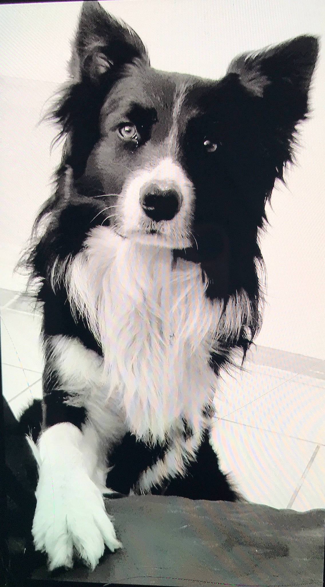 Jecko participe au concours pour gagner de l'argent avec cette photo : ancient_dog_breeds, canidae, carnivore, companion_dog, dog, dog_breed, fur, herding_dog, monochrome, monochrome_photography, papillon, snout, sporting_group, terrestrial_animal, toy_dog, whiskers, working_animal, working_dog