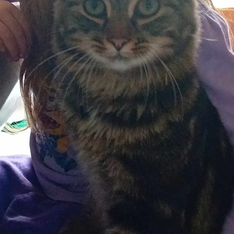 Smarties a rejoint le concours — aidez-le/la à gagner de superbes lots ! abyssinian, animal, blanket, cat, clothing, couch, cushion, face, furniture, head, homedecor, kitten, manx, person, pet, photography, portrait, purple, selfie, t_shirt