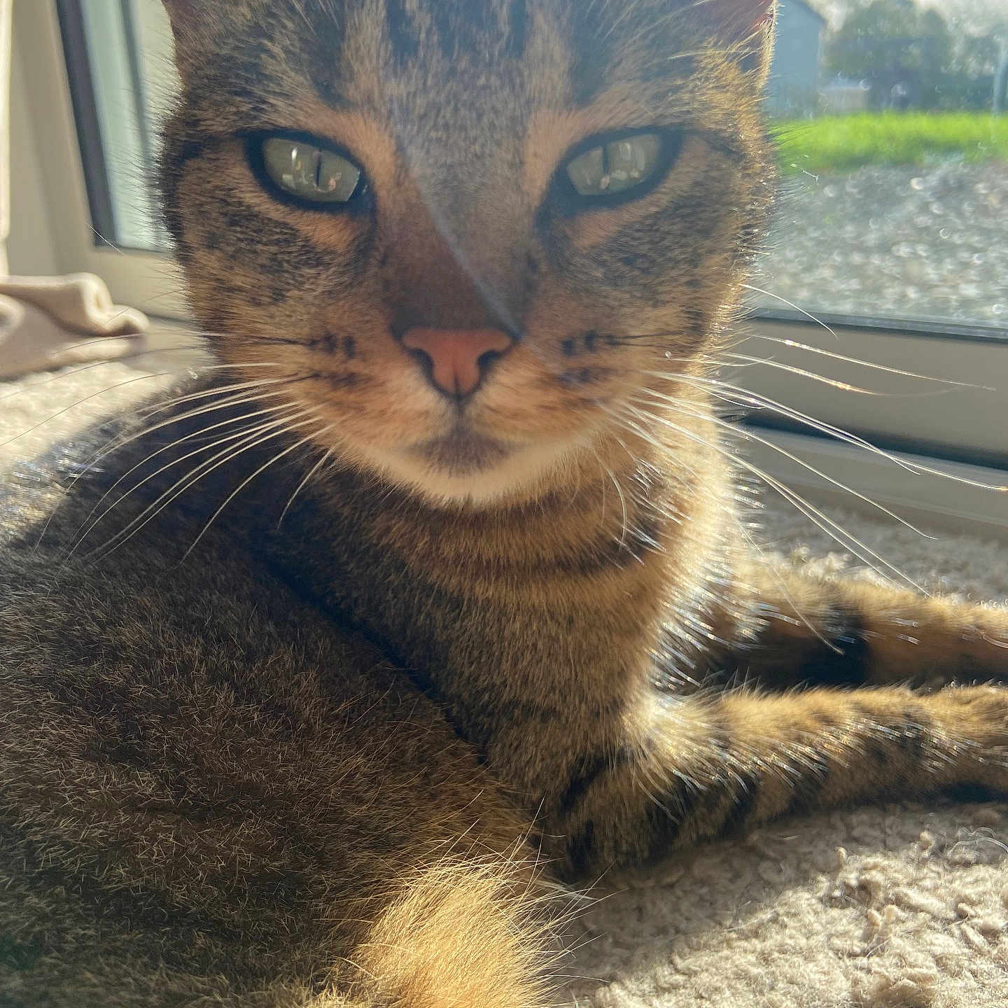 Minouche participe au concours pour gagner de l'argent avec cette photo : animal, carpet, cat, close_up, cozy, daylight, eyes, fur, home, indoor, laying_down, nose, pet, reflection, relaxing, soft_texture, sunlight, tabby, whiskers, window