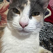 Mimi participe au concours pour gagner de l'argent avec cette photo : cat, calico_cat, close_up, face, whiskers, pink_nose, paw, ears, eyes, furry, fur_texture, portrait, pet, indoor, blanket, fabric_pattern, relaxed, tricolor, domestic_cat, cute