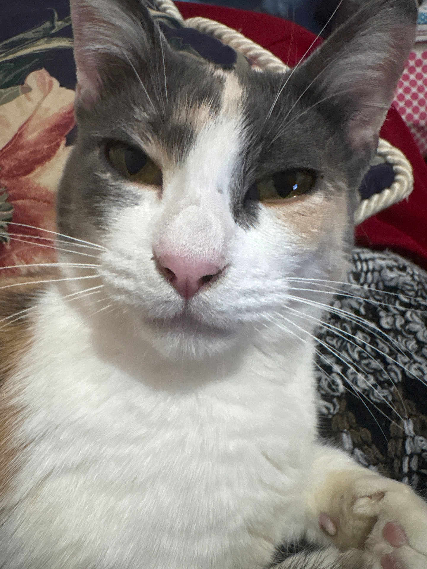 Mimi participe au concours pour gagner de l'argent avec cette photo : cat, calico_cat, close_up, face, whiskers, pink_nose, paw, ears, eyes, furry, fur_texture, portrait, pet, indoor, blanket, fabric_pattern, relaxed, tricolor, domestic_cat, cute
