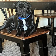 Gus is registered to the contest to win money with this photo: dog, black_dog, pug, pet, animal, collar, blue_collar, bench, table, wooden_table, wooden_bench, chair, indoor, carpet, paws, sitting, portrait, stare, furniture, dining_room