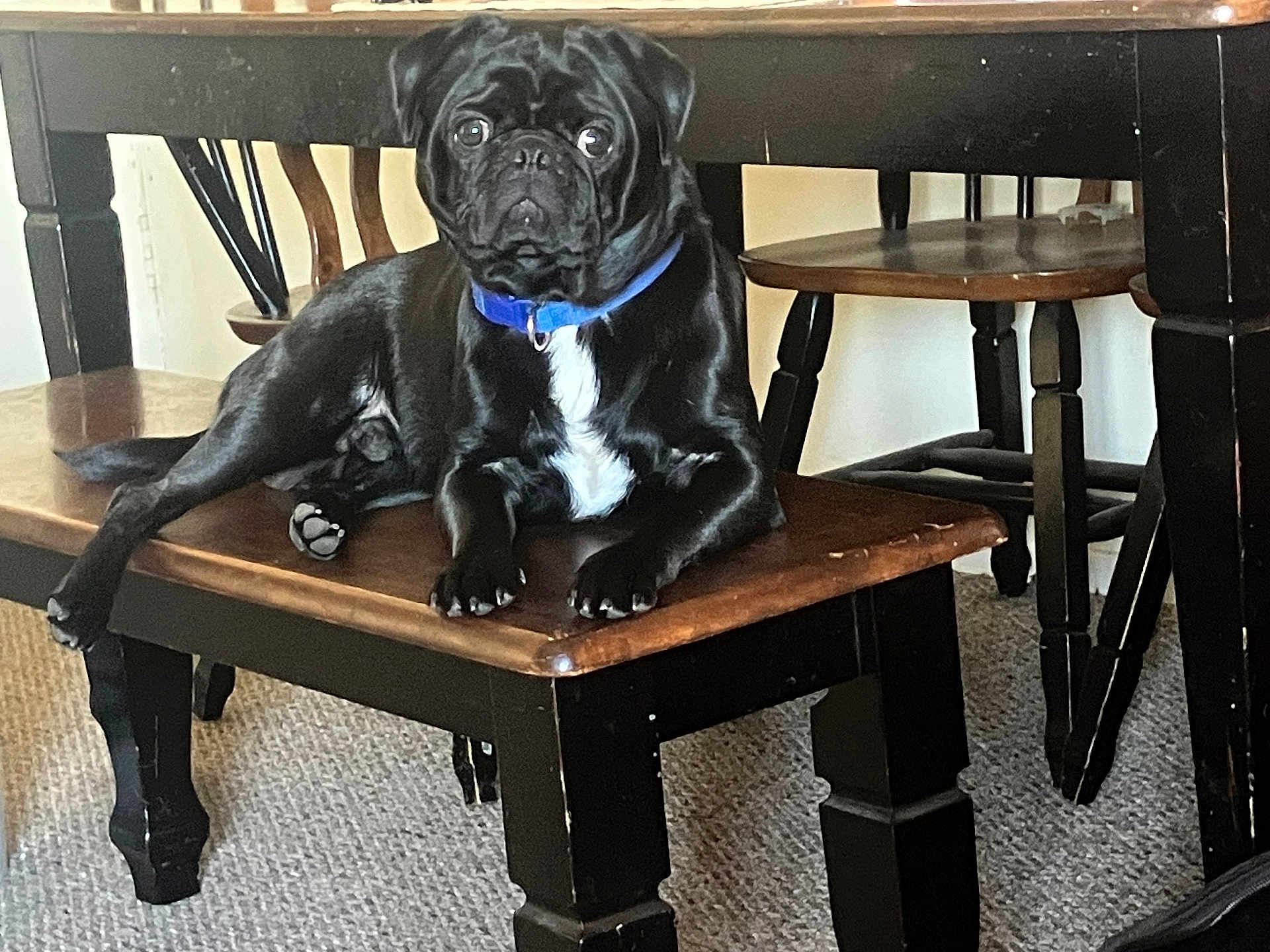 Gus is registered to the contest to win money with this photo: dog, black_dog, pug, pet, animal, collar, blue_collar, bench, table, wooden_table, wooden_bench, chair, indoor, carpet, paws, sitting, portrait, stare, furniture, dining_room