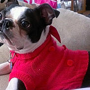 Abby is registered to the contest to win money with this photo: dog, pet, sweater, red_clothing, couch, indoor, furniture, animal, closeup, cute, relaxed, black_and_white, small_dog, companion, domestic, cozy, resting, looking_away, warm, knitwear