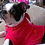 dog, pet, sweater, red_clothing, couch, indoor, furniture, animal, closeup, cute, relaxed, black_and_white, small_dog, companion, domestic, cozy, resting, looking_away, warm, knitwear
