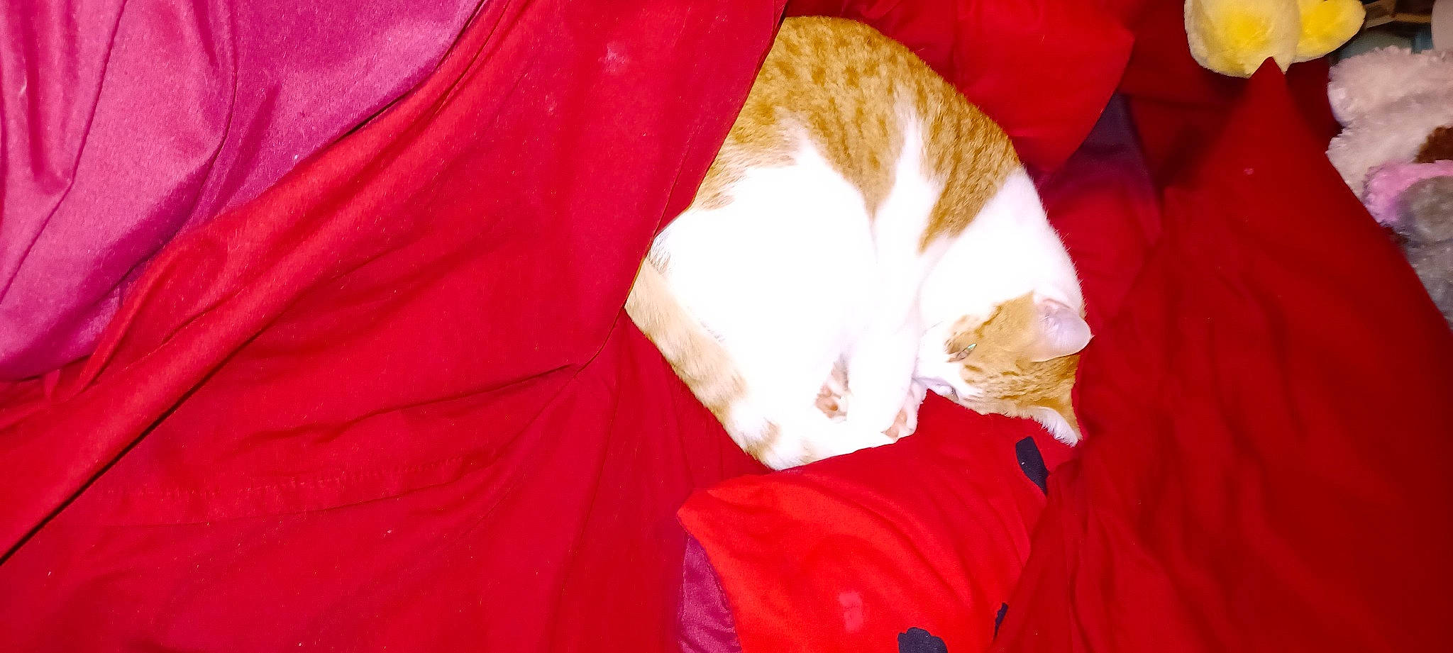 Charlie joined the competition — help win amazing prizes! carmine, carnivore, cat, cat_supply, claw, comfort, domestic_short_haired_cat, felidae, fur, linens, nap, orange, paw, peach, room, sleep, sleeve, small_to_medium_sized_cats, tail, whiskers