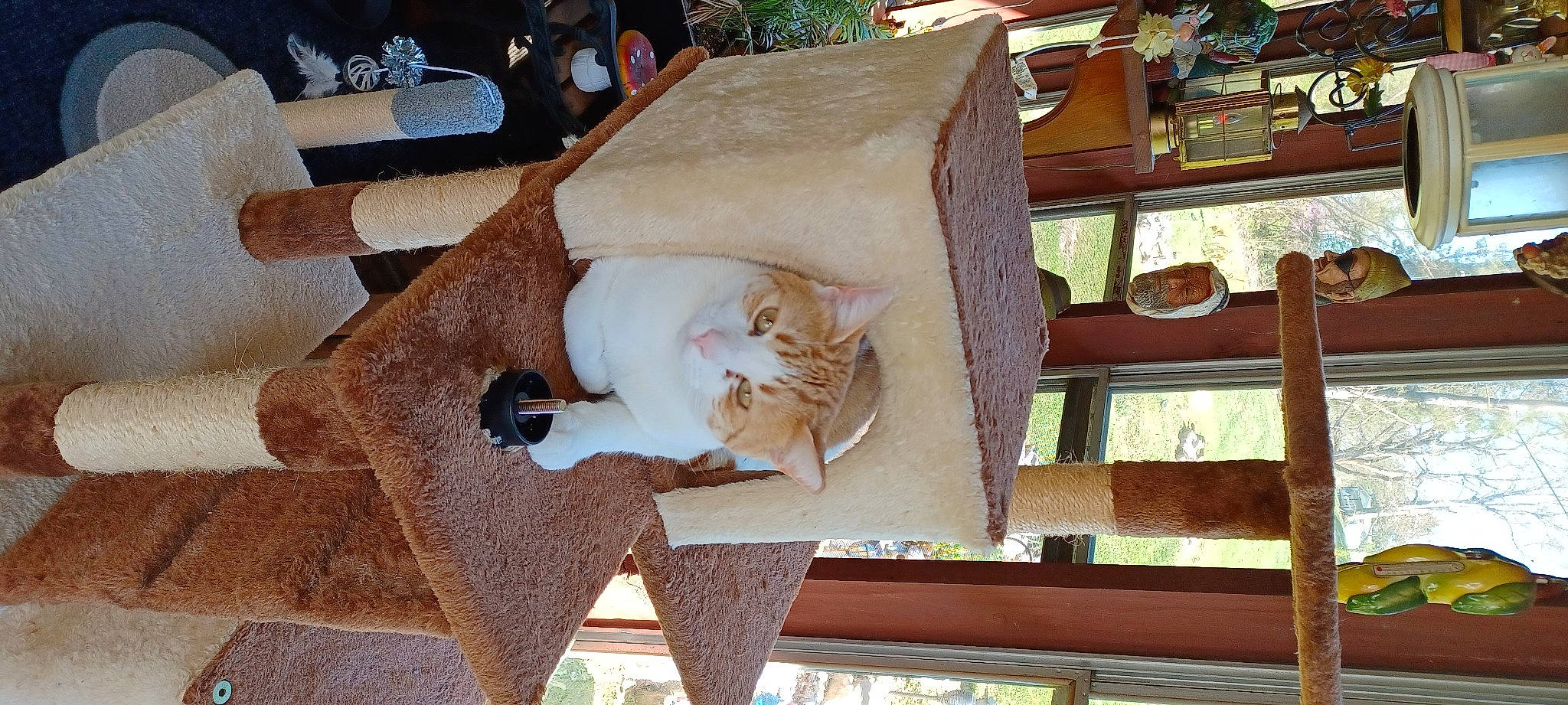 Charlie joined the competition — help win amazing prizes! carnivore, cat, comfort, domestic_short_haired_cat, fawn, felidae, flooring, fur, hardwood, plywood, room, small_to_medium_sized_cats, tail, whiskers, wood, wood_stain