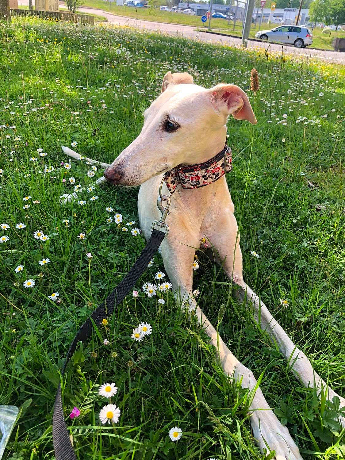 Tina Et Veron participe au concours pour gagner de l'argent avec cette photo : azawakh, canidae, carnivore, chippiparai, dog, dog_breed, galgo_espanol, grass, greyhound, hortaya_borzaya, ibizan_hound, italian_greyhound, lurcher, magyar_agar, mammal, polish_greyhound, sighthound, snout, vertebrate, whippet