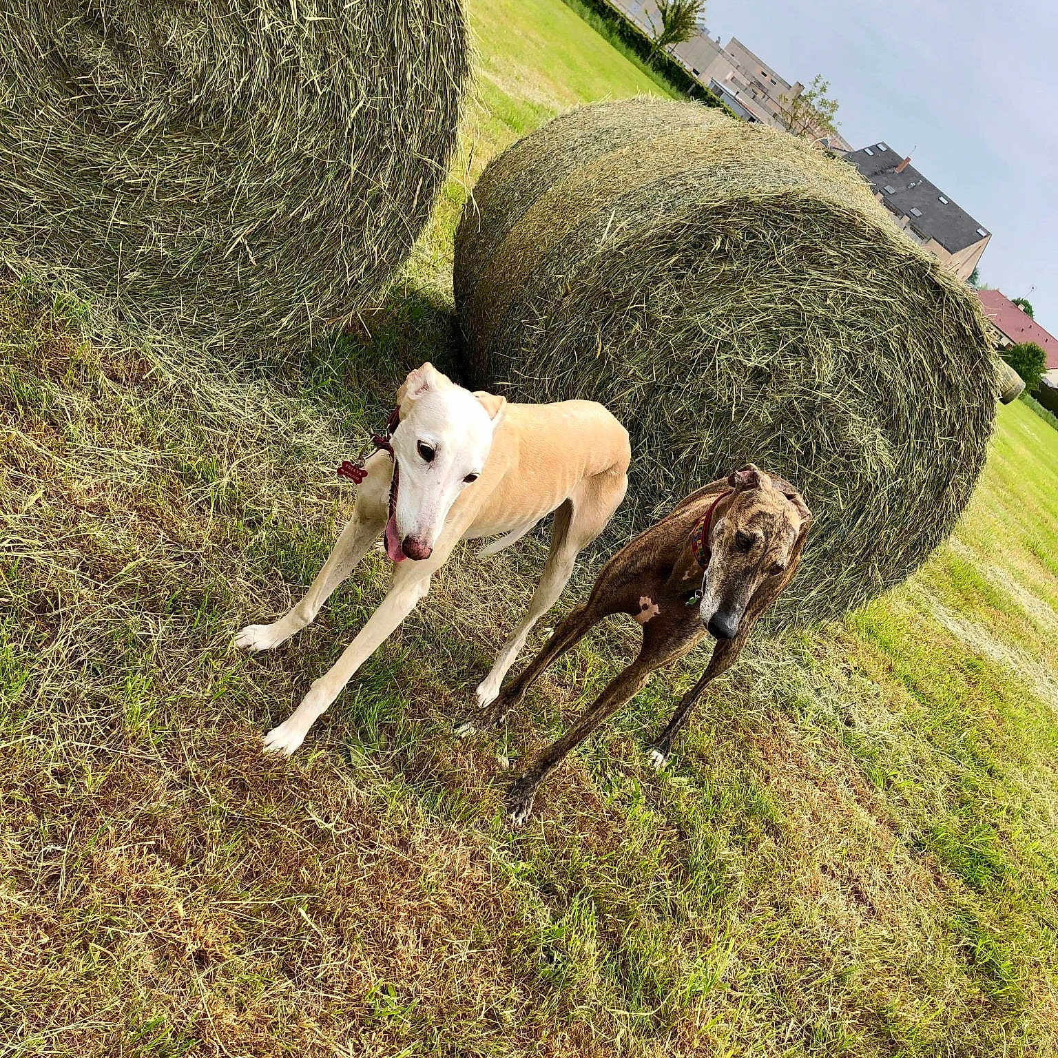 Tina Et Veron