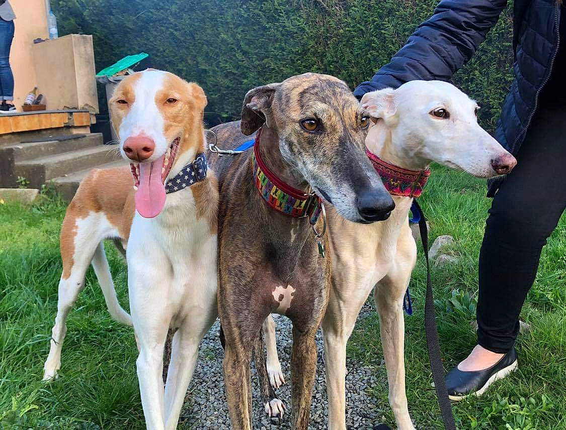 Tina Et Veron a rejoint le concours — aidez-le/la à gagner de superbes lots ! american_staghound, canidae, carnivore, chippiparai, dog, dog_breed, galgo_espanol, greyhound, hortaya_borzaya, ibizan_hound, lurcher, magyar_agar, mammal, mudhol_hound, polish_greyhound, rampur_greyhound, sighthound, sloughi, vertebrate, whippet