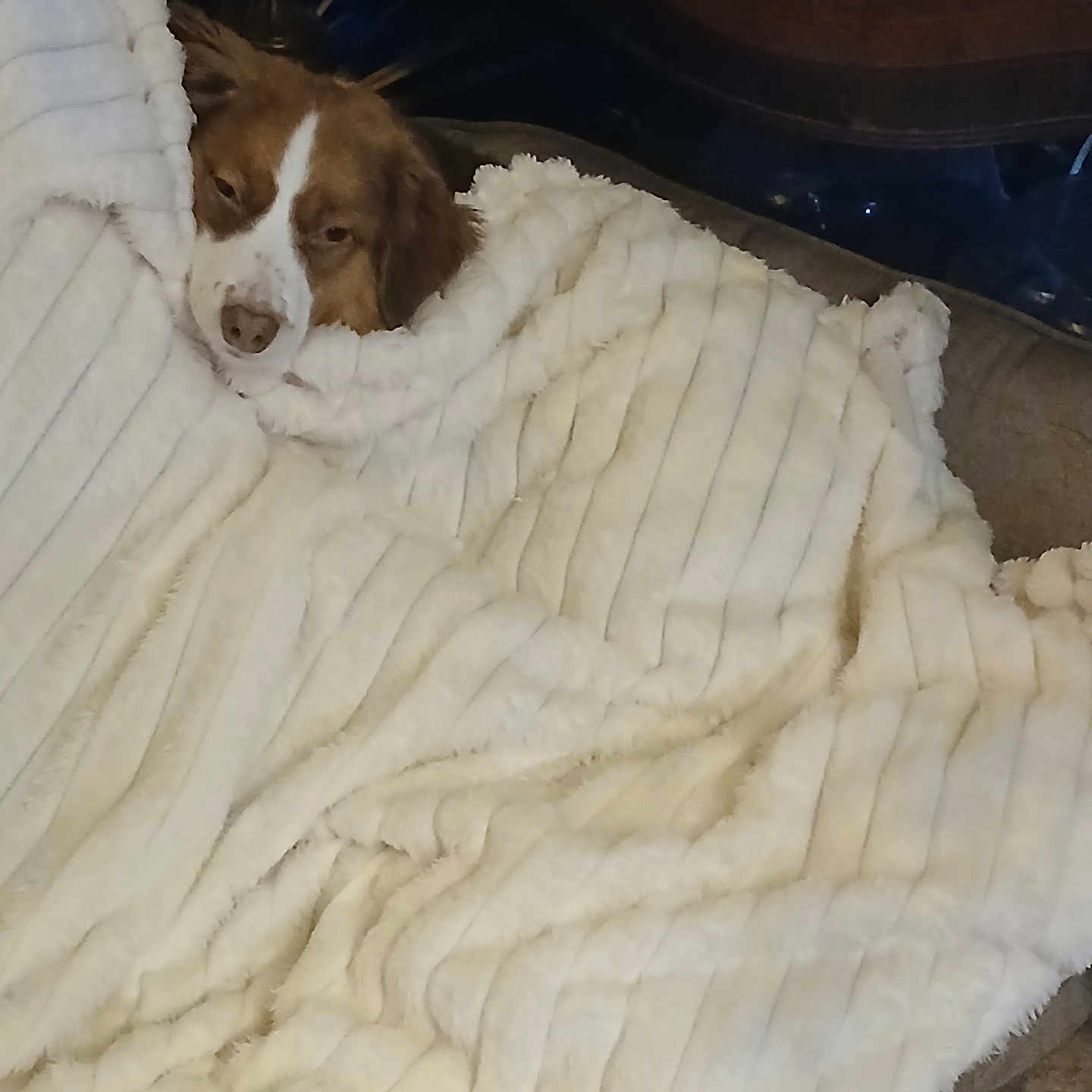 Harley joined the competition — help win amazing prizes! animal, blanket, brown_and_white_dog, comfort, couch, cozy, dog, domestic, fur, fur_texture, home, indoor, pet, relaxing, resting, sleepy, snug, soft, warm, white_blanket
