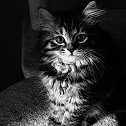 Luna is registered to the contest to win money with this photo: black_and_white, cat, cat_tree, closeup, collar, ears, eyes, feline, fluffy, fur, high_contrast, indoor, kitten, paw, pet, portrait, sitting, soft_texture, tag, whiskers