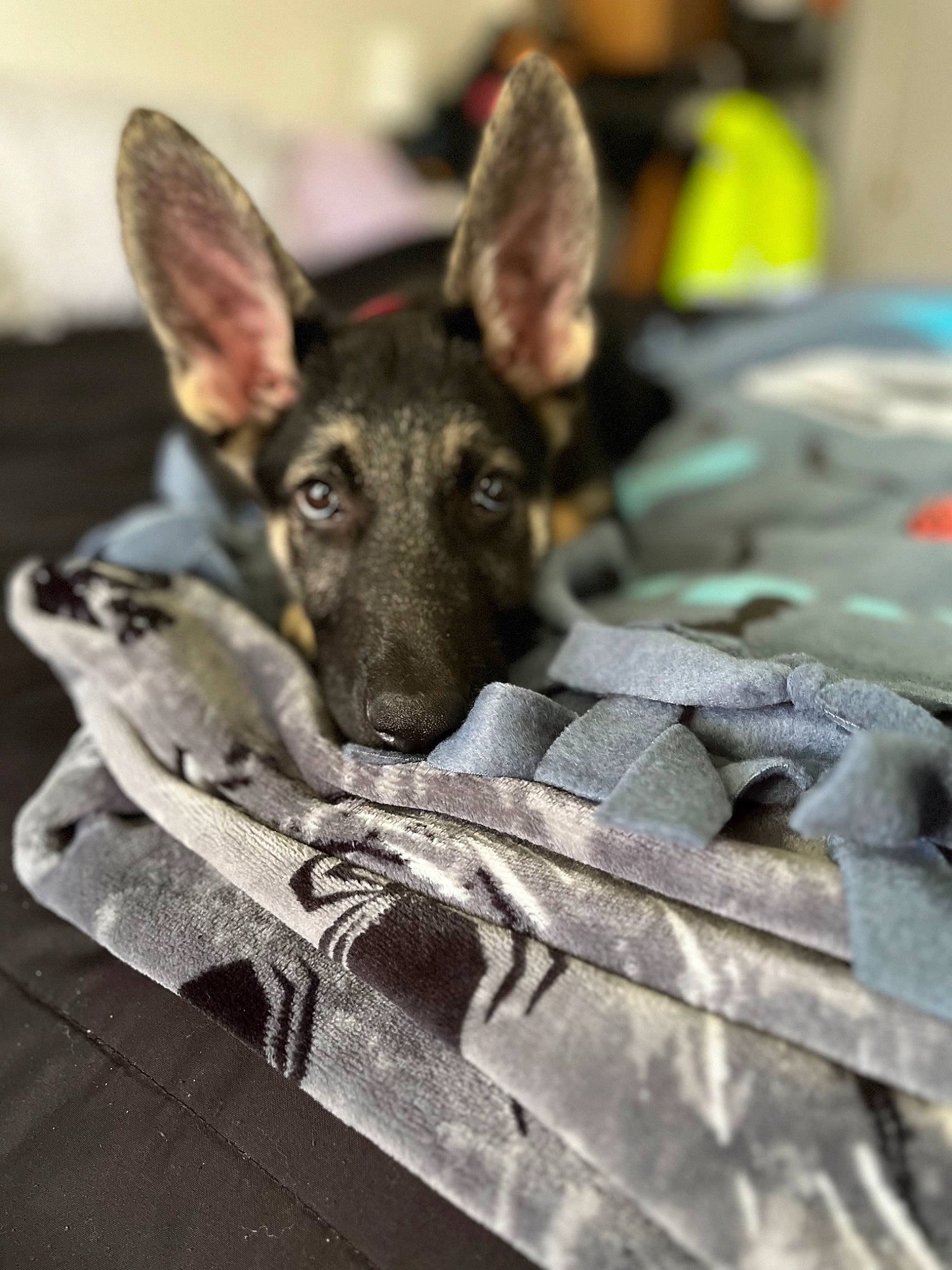 Ruby joined the competition — help win amazing prizes! canidae, carnivore, companion_dog, dog, dog_breed, fawn, german_shepherd_dog, snout, sporting_group, terrestrial_animal, wood, working_animal, working_dog