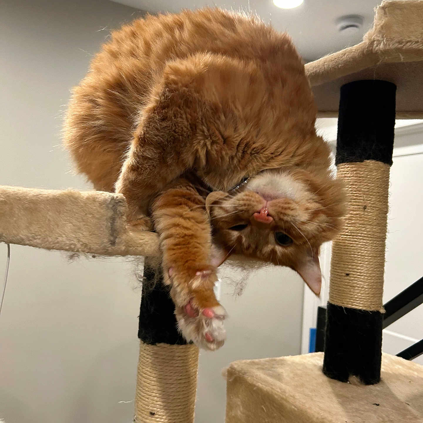 Pumpkin is registered to the contest to win money with this photo: abyssinian, angora, animal, architecture, brush, building, cat, handrail, hardwood, house, housing, indoors, interiordesign, kitten, manx, pet, plywood, shelf, staircase, wood