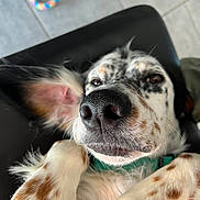 Vegas participe au concours pour gagner de l'argent avec cette photo : dog, close_up, nose, paw, ear, spotted, lying_down, relaxed, playful, indoor, tile_floor, chair, collar, pet, animal, fur, white, brown_spots, black_spots, toy