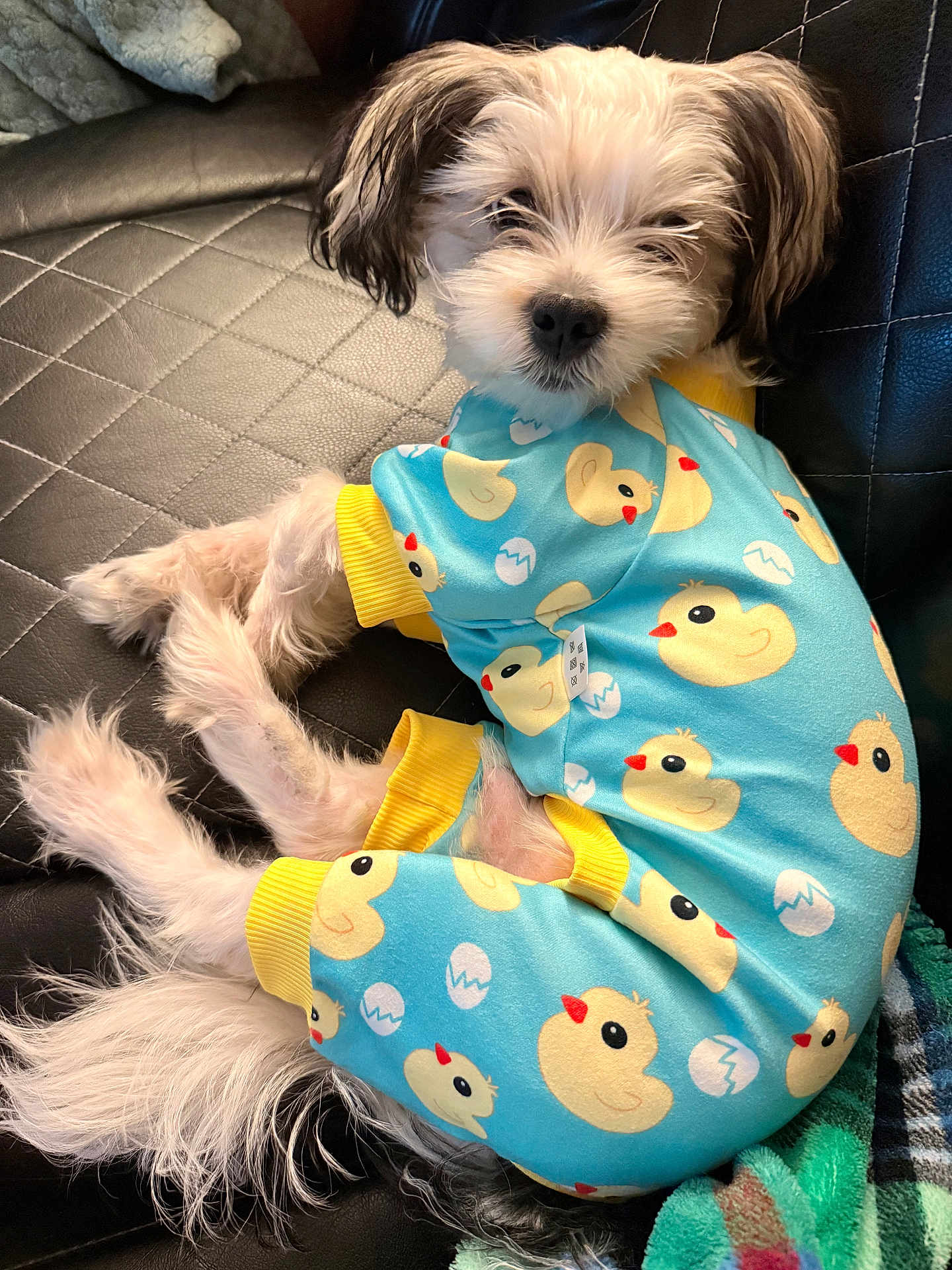 Maverick joined the competition — help win amazing prizes! dog, puppy, pet, pajamas, duck_pattern, blue_pajamas, yellow_trim, leather_sofa, blanket, fur, white_fur, black_ears, cute, cozy, relaxed, sleepy, paws, portrait, home_interior, tag