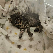 Aria participe au concours pour gagner de l'argent avec cette photo : kitten, cat, animal, pet, feline, fur, blanket, cozy, cute, small, sleeping, resting, soft, indoor, young, tabby, striped, paw, whiskers, bed