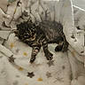 kitten, cat, animal, pet, feline, fur, blanket, cozy, cute, small, sleeping, resting, soft, indoor, young, tabby, striped, paw, whiskers, bed