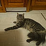 Aria participe au concours pour gagner de l'argent avec cette photo : cat, tabby, floor, kitchen, wooden_cabinets, tile, pet, indoor, fur, whiskers, animal, relaxed, stretching, domestic, home, feline, brown, gray, cute, lying_down