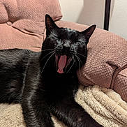 Silas is registered to the contest to win money with this photo: animal, black_cat, blanket, cat, chair, closeup, comfortable, cozy, feline, fur, indoor, mammal, pet, pink_chair, relaxing, resting, sleepy, tongue, whiskers, yawning