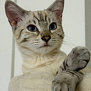 Snow is registered to the contest to win money with this photo: cat, kitten, animal, pet, feline, portrait, close_up, blue_eyes, whiskers, striped_fur, tabby, ears, paws, raised_paw, fluffy, cute, indoor, white_background, sitting, photography