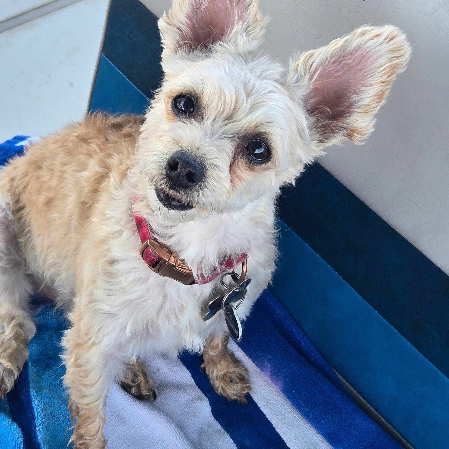 Coco is registered to the contest to win money with this photo: animal, canine, close_up, collar, companion, curious, cute, dog, ears, fluffy, friendly, fur, indoor, looking_up, pet, sitting, small_dog, striped_towel, tags, towel