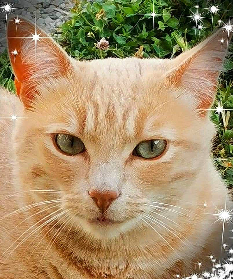 Mao a rejoint le concours — aidez-le/la à gagner de superbes lots ! aegean_cat, arabian_mau, asian, australian_mist, carnivore, cat, close_up, domestic_short_haired_cat, european_shorthair, fawn, felidae, german_rex, kitten, mammal, plant, small_to_medium_sized_cats, snout, tabby_cat, vertebrate, whiskers