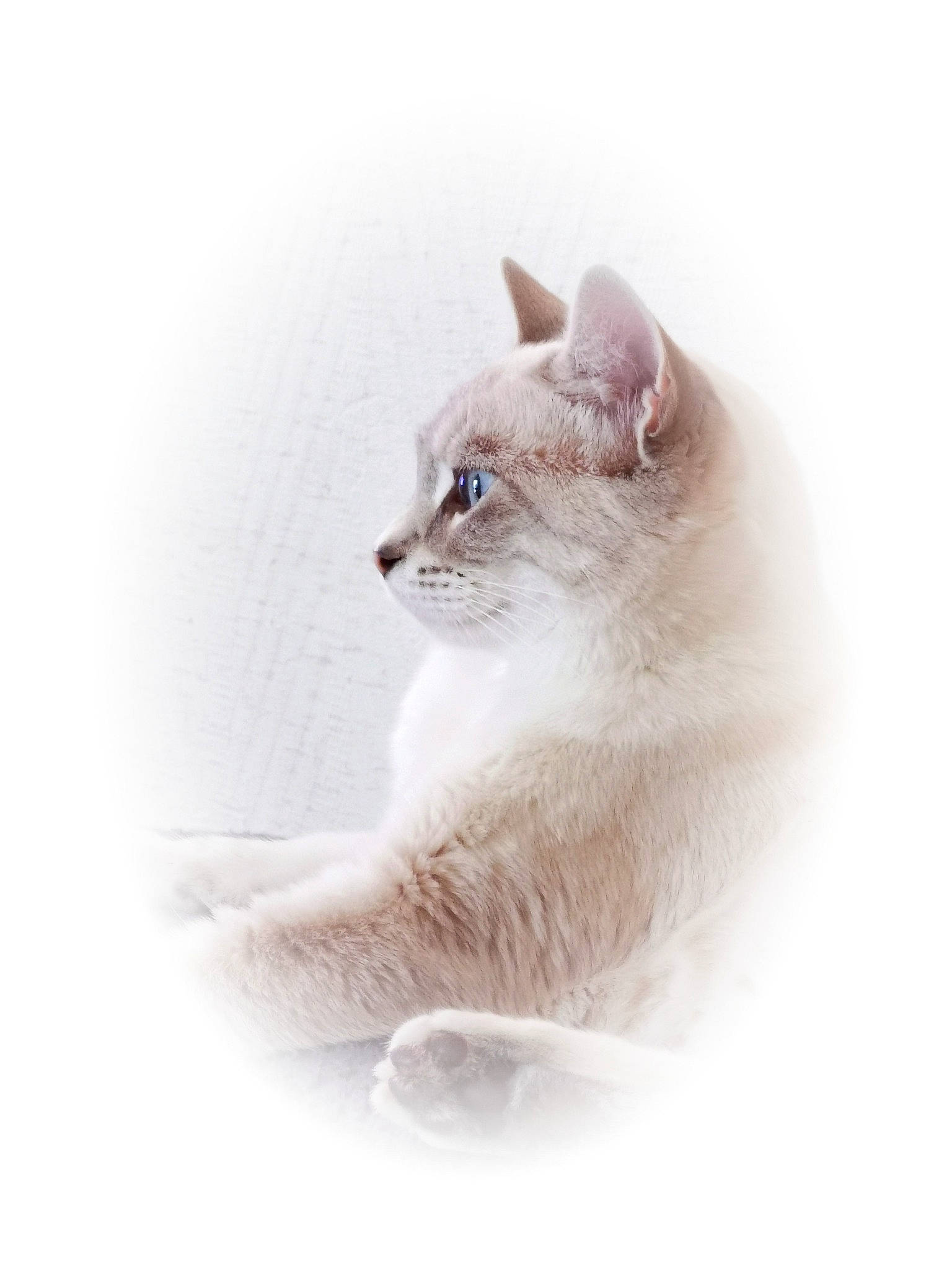 Yuna participe au concours pour gagner de l'argent avec cette photo : birman, british_longhair, burmilla, carnivore, cat, ear, eye, felidae, fur, kitten, mammal, ragdoll, small_to_medium_sized_cats, turkish_angora, vertebrate, whiskers, white