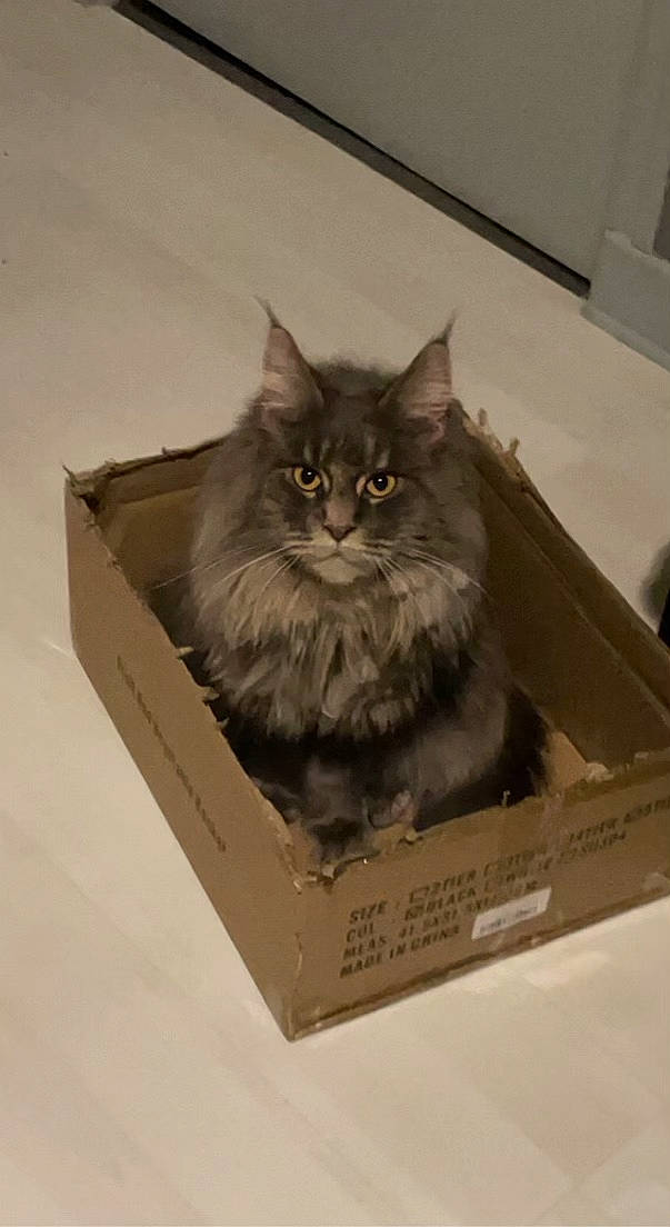Paloma participe au concours pour gagner de l'argent avec cette photo : box, cardboard, carnivore, carton, cat, felidae, fur, packaging_and_labeling, packing_materials, paper, paper_product, publication, shipping_box, small_to_medium_sized_cats, snout, terrestrial_animal, whiskers