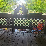 Sammy Stone joined the competition — help win amazing prizes! cat, animal, pet, silhouette, porch, wooden_floor, wooden_railing, greenery, tree, sunlight, outdoor, nature, fence, chair, folding_chair, daylight, playful, two_animals, backlit, quiet_moment