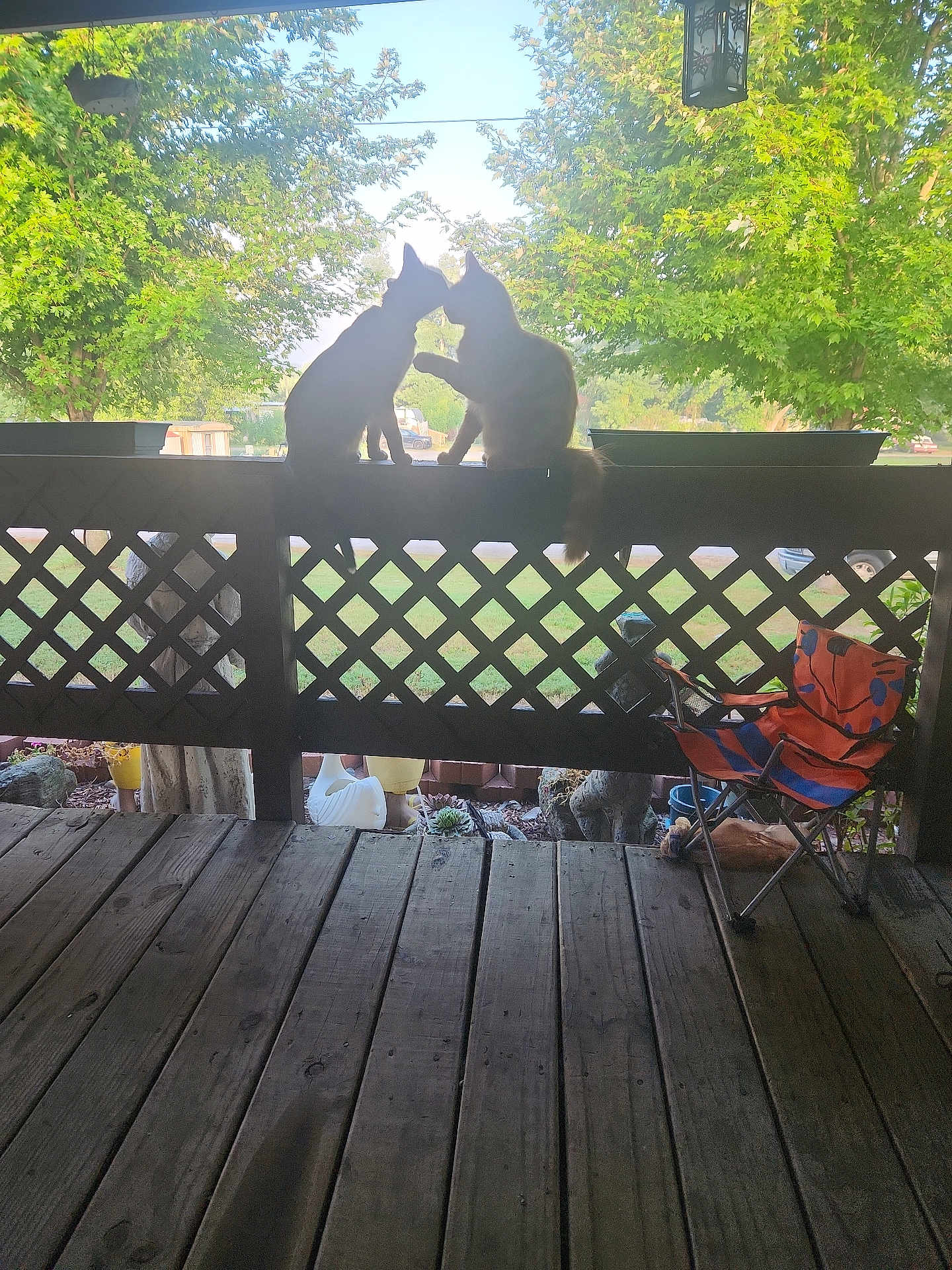 Sammy Stone joined the competition — help win amazing prizes! cat, animal, pet, silhouette, porch, wooden_floor, wooden_railing, greenery, tree, sunlight, outdoor, nature, fence, chair, folding_chair, daylight, playful, two_animals, backlit, quiet_moment