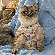 Goose is registered to the contest to win money with this photo: animal, blanket, blue_blanket, blue_eyes, cat, couch, cozy, cute, decor, floral_shirt, fluffy_fur, fur, furniture, home, indoor, lamp, looking_at_camera, pet, portrait, sitting