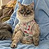 animal, blanket, blue_blanket, blue_eyes, cat, couch, cozy, cute, decor, floral_shirt, fluffy_fur, fur, furniture, home, indoor, lamp, looking_at_camera, pet, portrait, sitting
