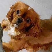 Noisette a rejoint le concours — aidez-le/la à gagner de superbes lots ! animal, brown_dog, canine, companion, curious, cute, dog, domestic_animal, ears, face, floor, fluffy, friendly, fur, indoors, looking_up, mammal, pet, portrait, tile_floor
