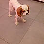 N'Oceane participe au concours pour gagner de l'argent avec cette photo : animal, blurry, brown_ears, canine, companion, cute, dog, domestic, floor, fur, house, indoor, motion, moving_tail, pet, puppy, small_dog, standing, tile_floor, white_dog