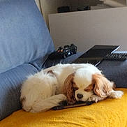 N'Oceane a rejoint le concours — aidez-le/la à gagner de superbes lots ! blue_sofa, brown_and_white, comfortable, compact, couch, cozy, dog, domestic, fur, furniture, game_controller, household, indoor, living_room, pet, relaxation, remote_control, resting, sleeping, yellow_cushion