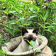 Thing One is registered to the contest to win money with this photo: animal, cat, close_up, curious, cute, feline, flora, garden, greenery, hiding, leaf, nature, outdoor, peaceful, pet, plant_pot, plants, siamese, stone, wildlife
