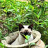 animal, cat, close_up, curious, cute, feline, flora, garden, greenery, hiding, leaf, nature, outdoor, peaceful, pet, plant_pot, plants, siamese, stone, wildlife