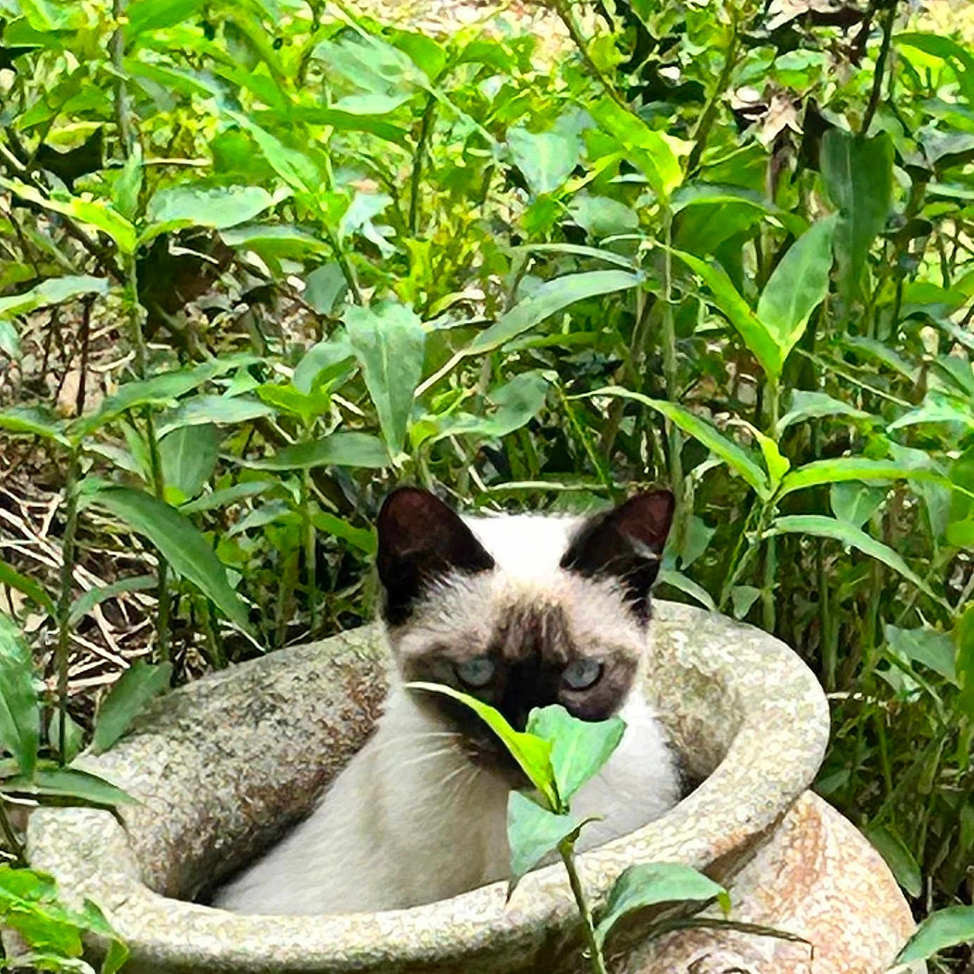 Thing One is registered to the contest to win money with this photo: animal, cat, close_up, curious, cute, feline, flora, garden, greenery, hiding, leaf, nature, outdoor, peaceful, pet, plant_pot, plants, siamese, stone, wildlife