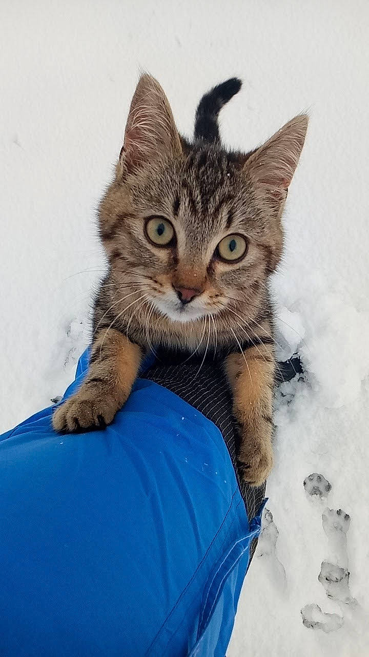 Vodkas participe au concours pour gagner de l'argent avec cette photo : carnivore, cat, claw, comfort, domestic_short_haired_cat, eye, felidae, fur, gesture, grass, paw, sand, sitting, small_to_medium_sized_cats, snout, tail, terrestrial_animal, whiskers, wildlife, window