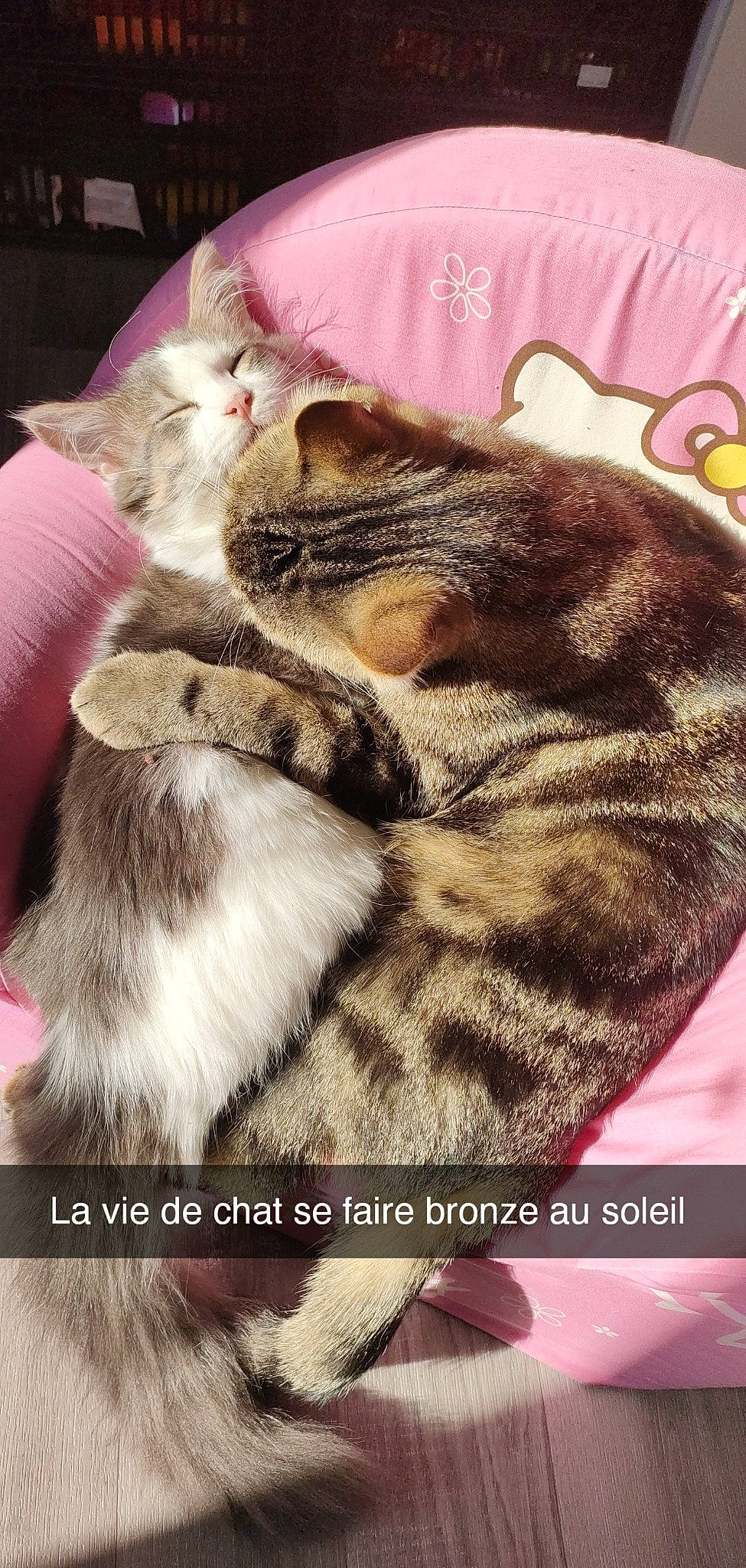 Vodkas a rejoint le concours — aidez-le/la à gagner de superbes lots ! carnivore, cat, claw, comfort, domestic_short_haired_cat, fawn, felidae, fur, mammal, nap, paw, photo_caption, photography, rectangle, sleep, small_to_medium_sized_cats, snout, tail, terrestrial_animal, whiskers