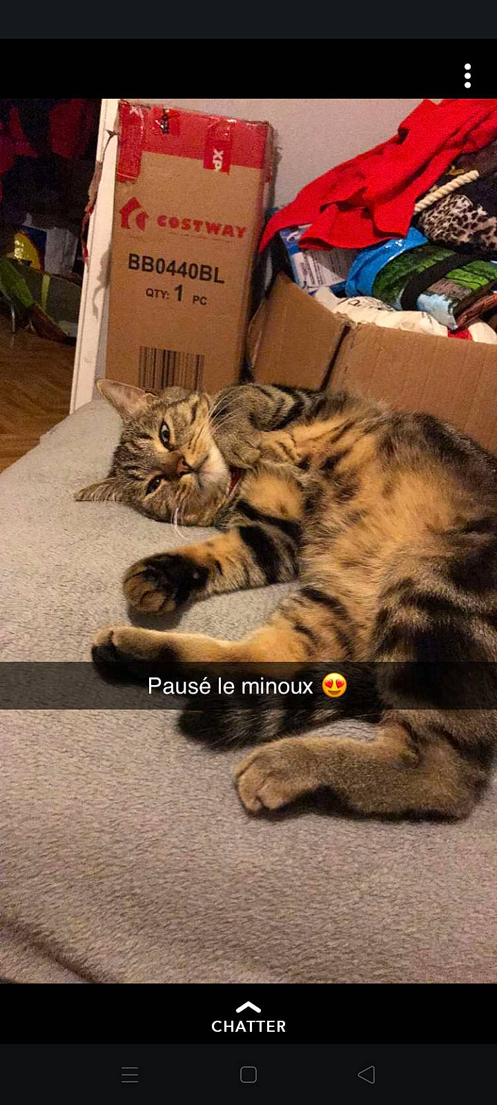 Vodkas participe au concours pour gagner de l'argent avec cette photo : american_shorthair, asian, bengal, california_spangled, carnivore, cat, domestic_short_haired_cat, dragon_li, european_shorthair, felidae, kitten, mammal, photo_caption, pixie_bob, small_to_medium_sized_cats, sokoke, tabby_cat, toyger, whiskers, wild_cat