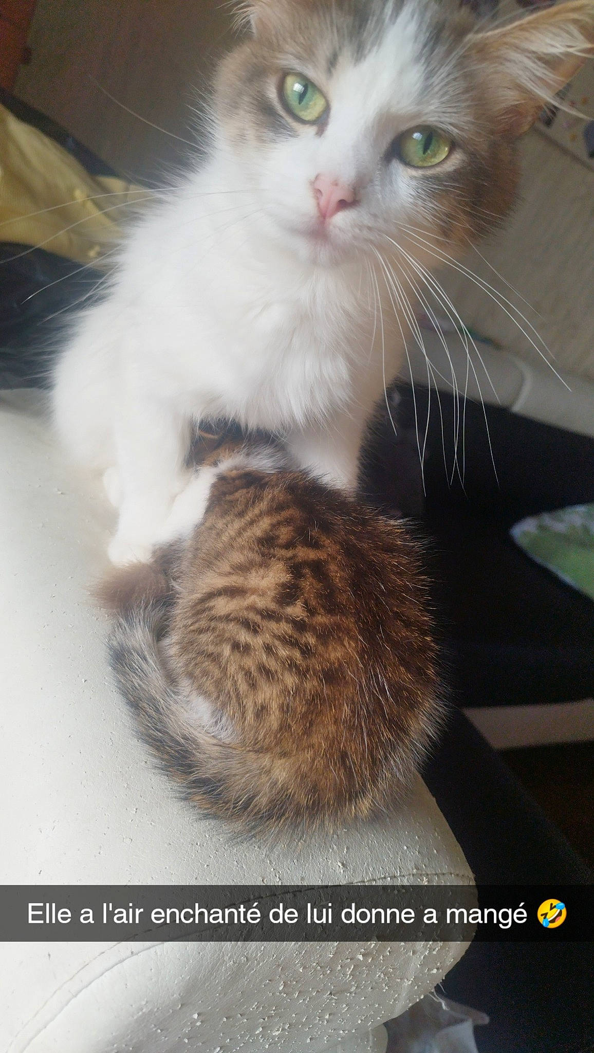 Saphir a rejoint le concours — aidez-le/la à gagner de superbes lots ! carnivore, cat, cat_supply, claw, domestic_short_haired_cat, fawn, felidae, foot, fur, paw, small_to_medium_sized_cats, snout, tail, whiskers, window