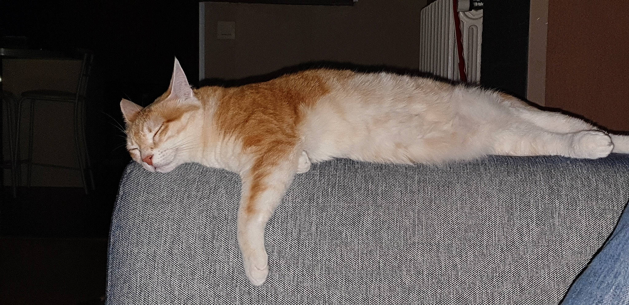 Sushie participe au concours pour gagner de l'argent avec cette photo : asian, carnivore, cat, domestic_short_haired_cat, european_shorthair, fawn, felidae, fur, mammal, small_to_medium_sized_cats, tail, whiskers