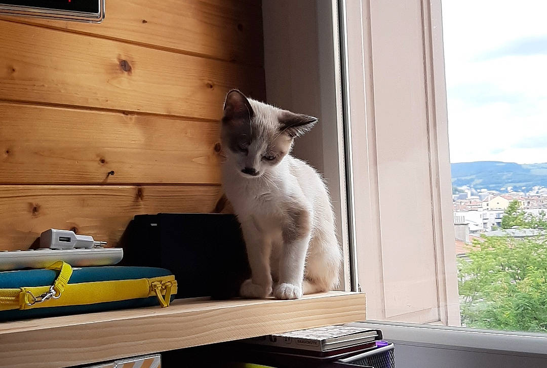 Ponyo a rejoint le concours — aidez-le/la à gagner de superbes lots ! canidae, carnivore, cat, door, fawn, felidae, furniture, home, home_door, house, interior_design, kitten, small_to_medium_sized_cats, table, whiskers, window