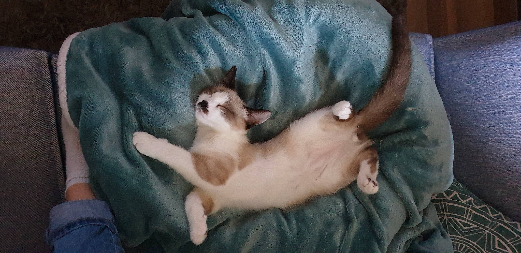 Ponyo a rejoint le concours — aidez-le/la à gagner de superbes lots ! canidae, carnivore, cat, cornish_rex, dog_breed, fawn, felidae, kitten, mammal, peterbald, small_to_medium_sized_cats, sphynx, ukrainian_levkoy, vertebrate